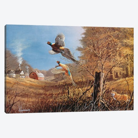 We're Ot'ta Here Pheasants Canvas Print #AOA34} by Anderson Art Canvas Art