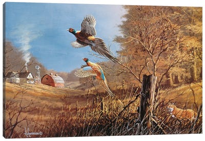 We're Ot'ta Here Pheasants Canvas Art Print - Fox Art