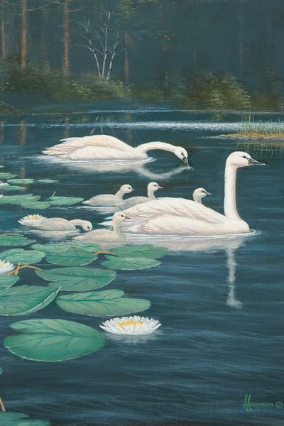 Family Outing Swans by Anderson Art canvas print