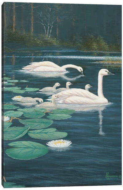 Family Outing Swans Canvas Art Print - Anderson Art