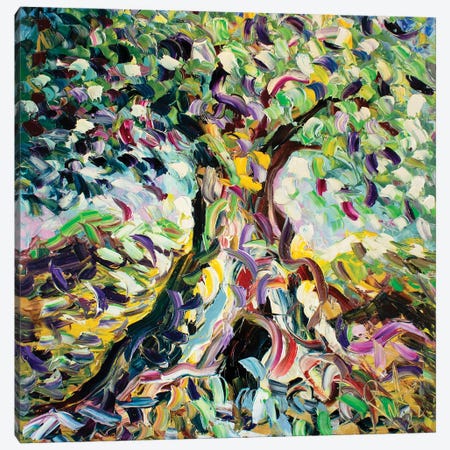Reflections Of Olive Tree Canvas Print #APF18} by Antonino Puliafico Art Print