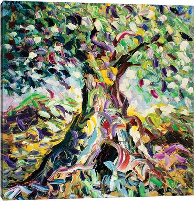 Reflections Of Olive Tree Canvas Art Print - Antonino Puliafico