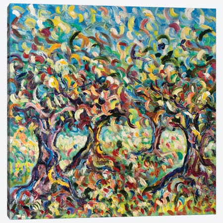 Field Of Olive Trees Canvas Print #APF59} by Antonino Puliafico Canvas Art Print