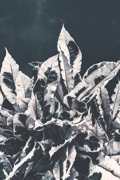 Adam Priester: Dusk by Adam Priester