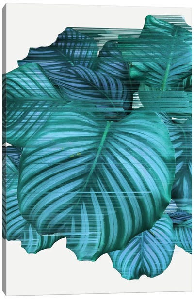 Fast Calathea Canvas Art Print - Plant Art