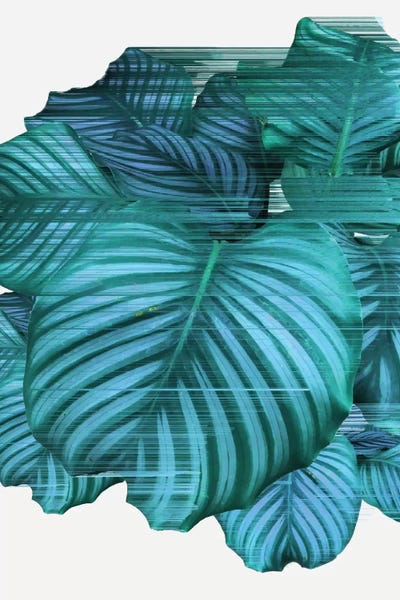 Adam Priester: Fast Calathea by Adam Priester
