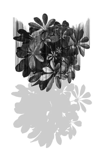 No Parachutes by Adam Priester canvas print