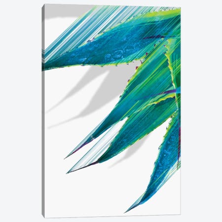 Soaring Agave Canvas Print #APR81} by Adam Priester Canvas Wall Art