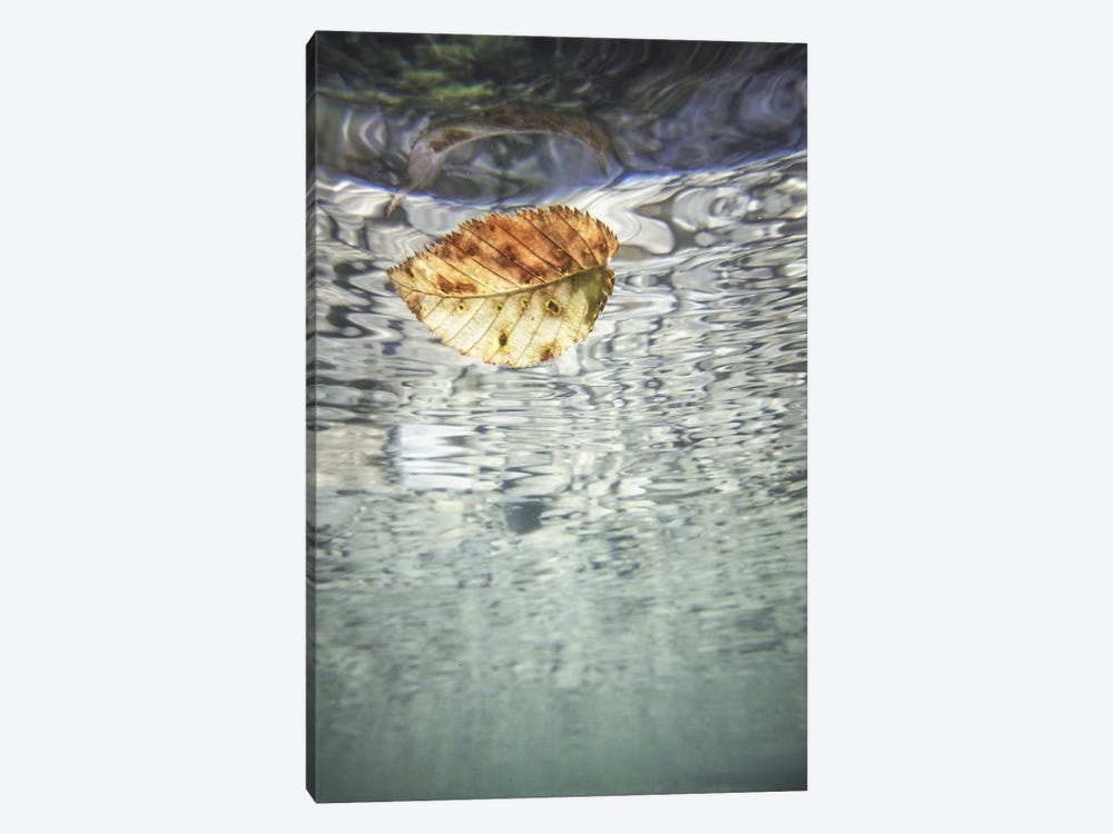 Leaves I by Alessandro Passerini 1-piece Canvas Wall Art