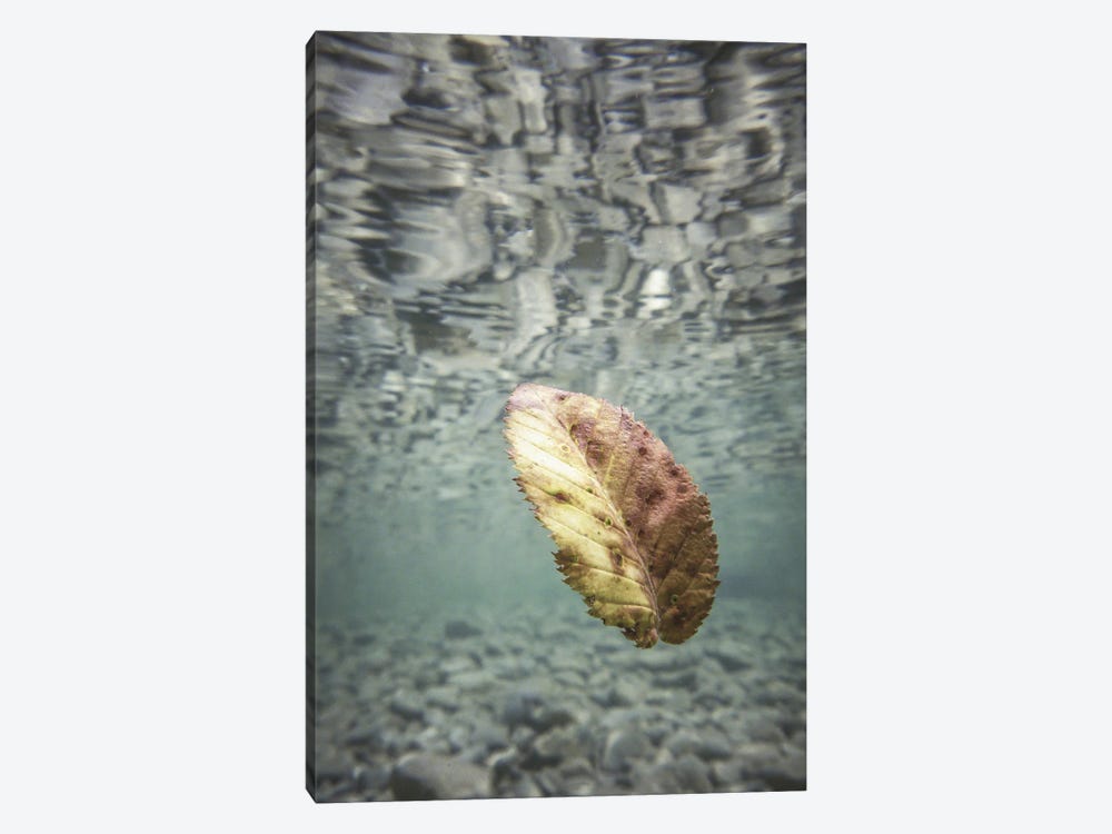 Leaves II by Alessandro Passerini 1-piece Canvas Print