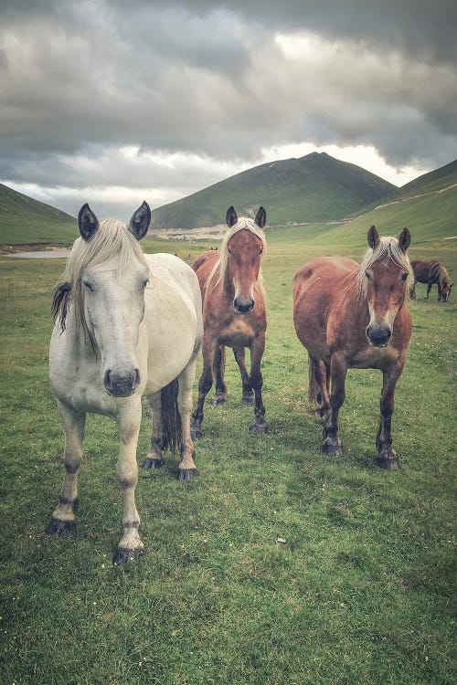 Little Tibet VII
