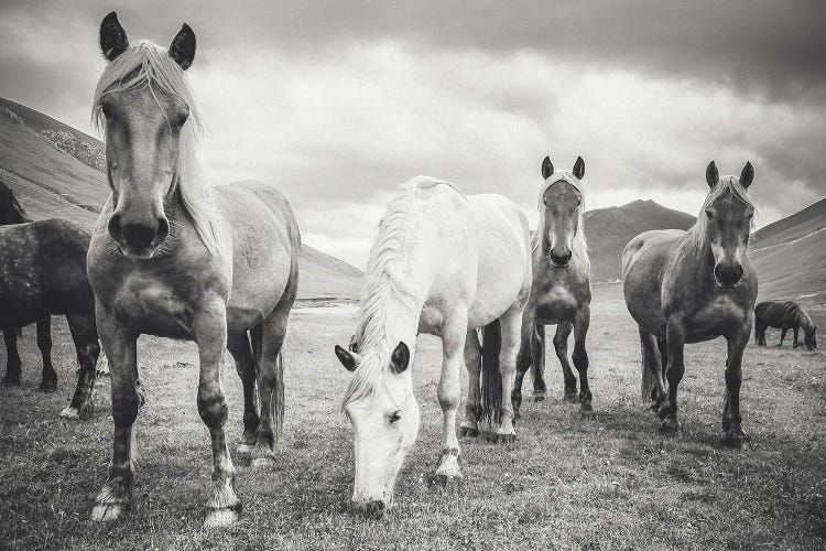 Little Tibet VIII