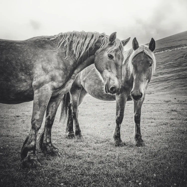 Little Tibet XI