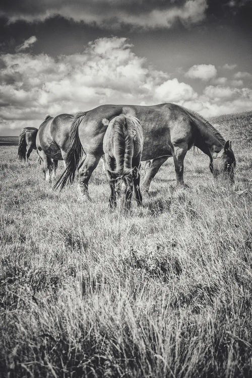 Little Tibet XIII