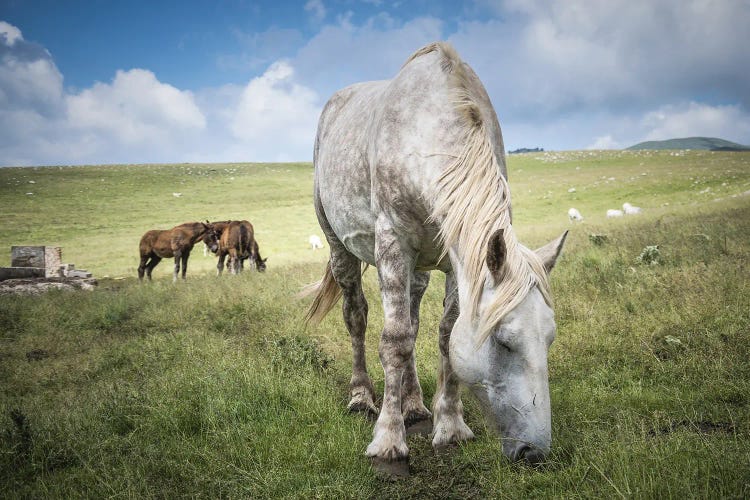 Little Tibet XV
