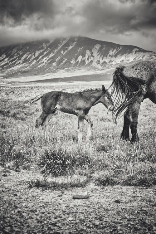 Little Tibet XXII