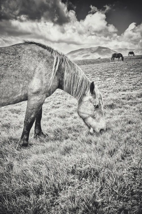 Little Tibet XXIII