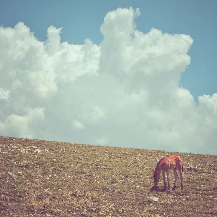 Little Tibet XXIV