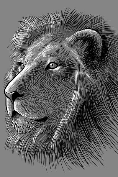 Alberto Perez: Sketch Lion by Alberto Perez