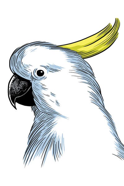 Parrots: Sketch Parrot by Alberto Perez