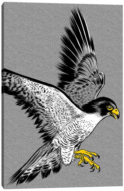Hawk Sketch Canvas Art Print - Buzzard & Hawk Art