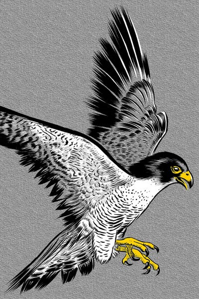 Alberto Perez: Hawk Sketch by Alberto Perez