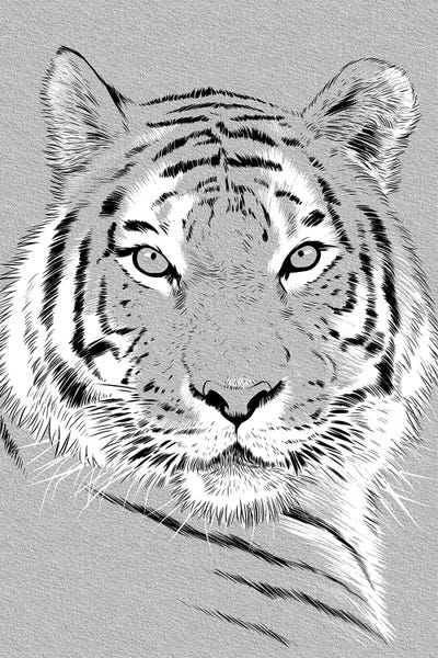 Alberto Perez: Tiger Sketch by Alberto Perez