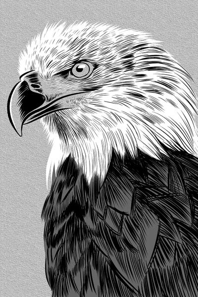 Alberto Perez: Eagle Sketch by Alberto Perez
