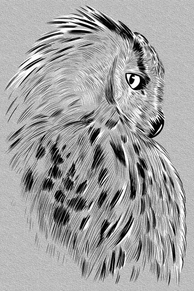 Alberto Perez: Owl Sketch by Alberto Perez