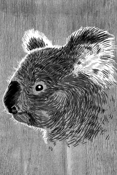 Alberto Perez: Koala Sketch by Alberto Perez