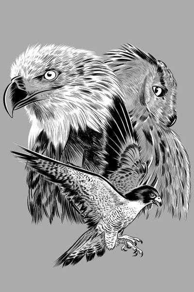 Eagle Hawk And Owl by Alberto Perez art print