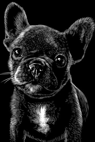 Puppies: Pug In The Shadows by Alberto Perez