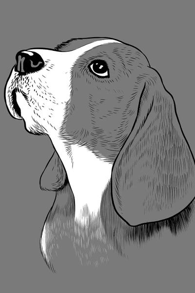 Alberto Perez: Adorable Beagle Dog by Alberto Perez