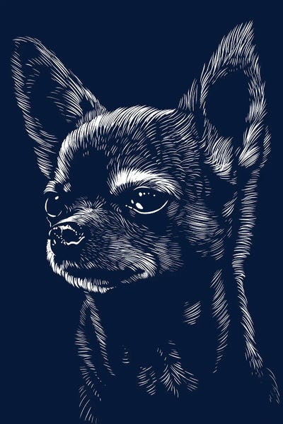 Chihuahuas: Chihuahua Dog Face by Alberto Perez