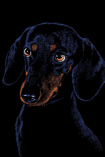 Dachshunds: Dachshund Pet by Alberto Perez