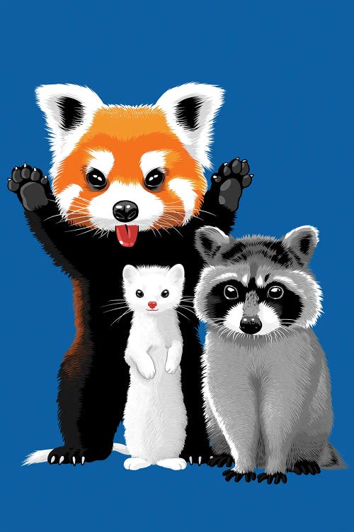 Raccoon, Ferret And Red Panda