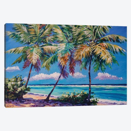 Three Palms Canvas Print #ARK38} by John Clark Canvas Art Print
