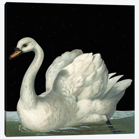 Swan In Night Canvas Print #ARM343} by Art Mirano Canvas Art