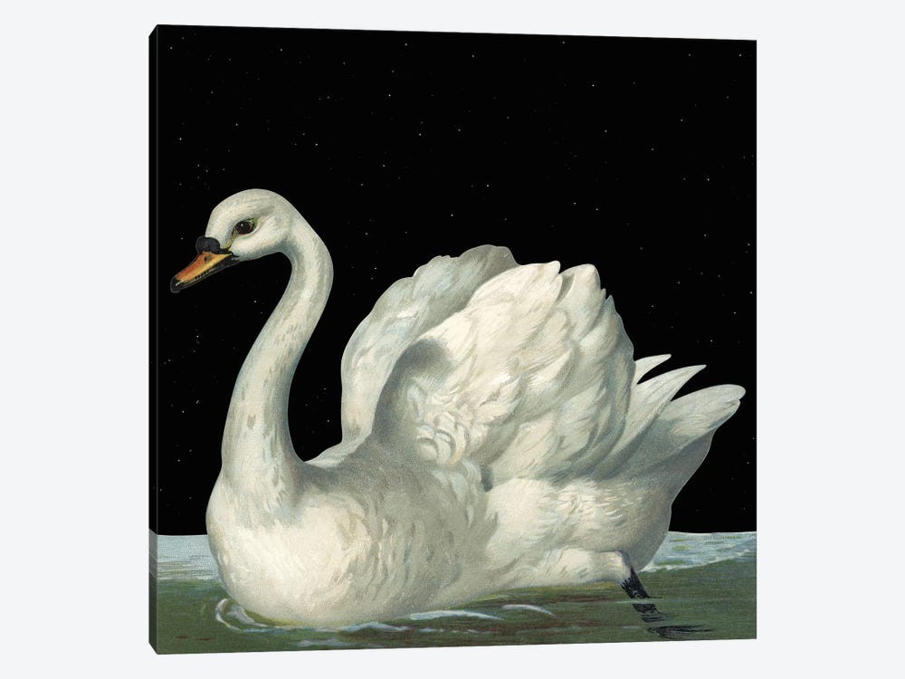 Swan In Night by Art Mirano 1-piece Art Print