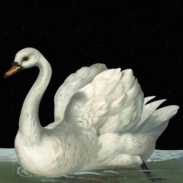 Swans: Swan In Night by Art Mirano