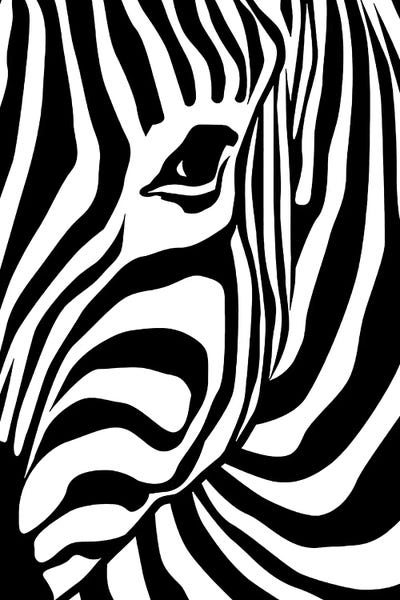 Black & White: Zebra by Art Mirano