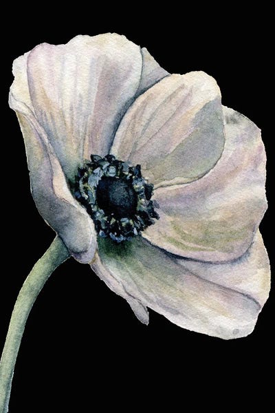 Flower On The Black by Art Mirano canvas print