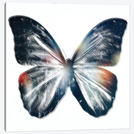 Butterfly III Canvas Print #ARM825} by Art Mirano Canvas Wall Art