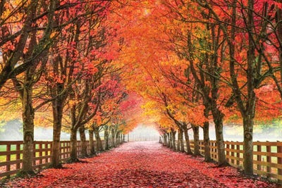 Aaron Reed