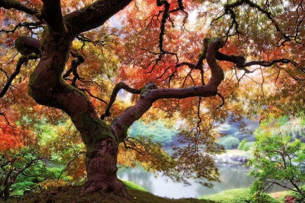 Aaron Reed