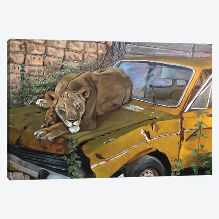 Resting Lioness Canvas Print #ARX10} by Artur Rios Canvas Wall Art