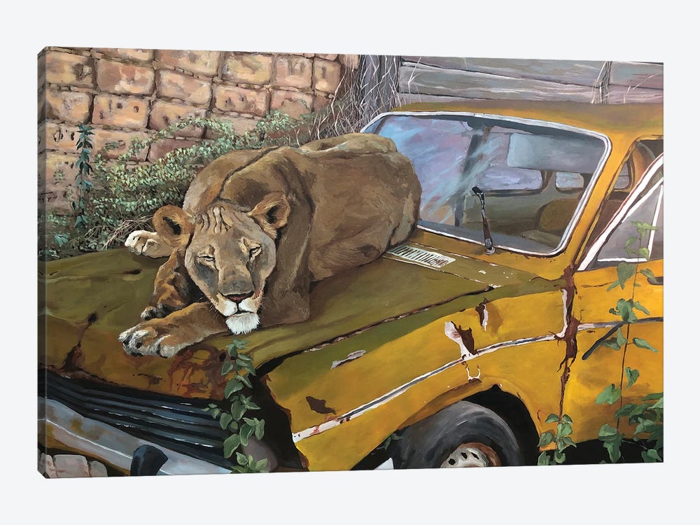 Resting Lioness by Artur Rios 1-piece Canvas Print