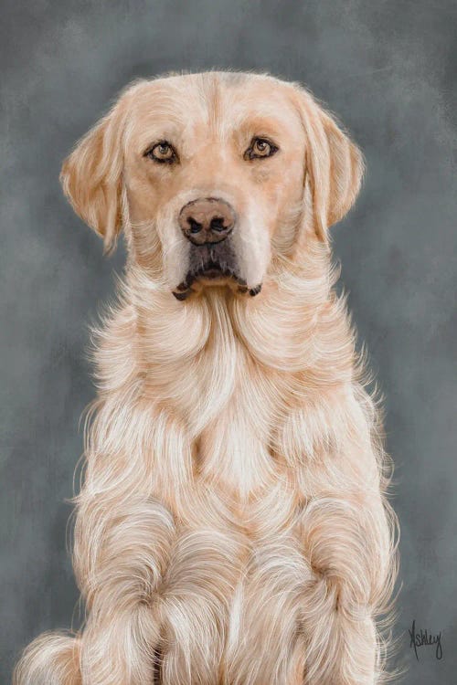 Yellow Lab Portrait