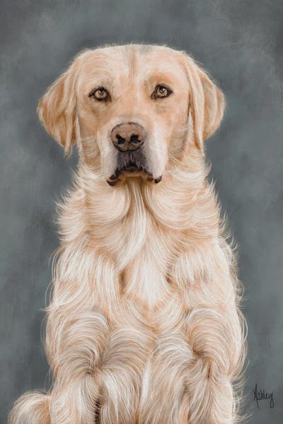 Labrador Retrievers: Yellow Lab Portrait by Ashley Bradley