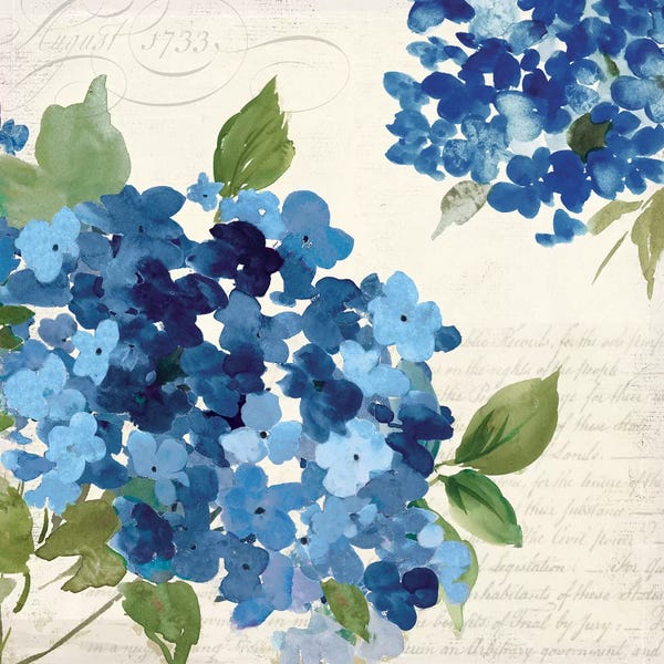 Asia Jensen: Hampton Hydrangea I by Asia Jensen